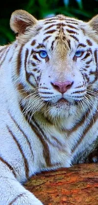 This mesmerizing phone live wallpaper features a white tiger with blue eyes resting on a log against a flickering backdrop