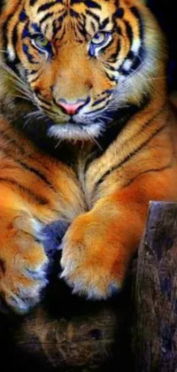 This live wallpaper features a close-up image of a Sumatran tiger lying on a log