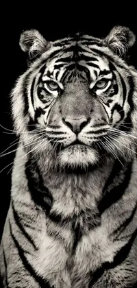 Capture the fierce and majestic beauty of a tiger with this stunning black and white phone live wallpaper
