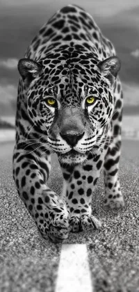 This live wallpaper features a stunning black and white photo of a fierce leopard in a warrior-like pose