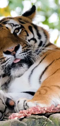 This mobile live wallpaper showcases an up-close shot of a majestic tiger resting on a rock, elegantly licking its tongue against the rocky backdrop