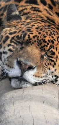 This live wallpaper features a close up image of a leopard laying on a wooden log