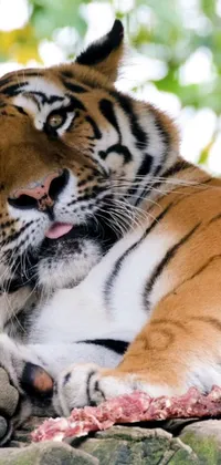 This phone live wallpaper depicts a stunning close-up of a tiger lounging on a rock