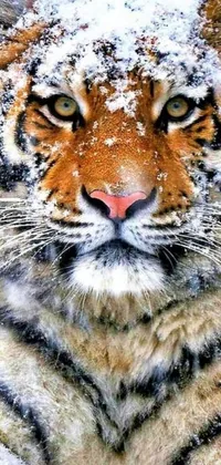 This phone live wallpaper showcases a gorgeous tiger up-close in the snow