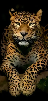 Carnivore Felidae Whiskers Live Wallpaper