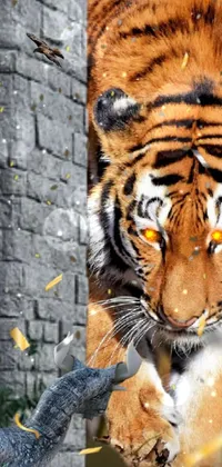 Carnivore Felidae Whiskers Live Wallpaper