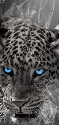 This live wallpaper for your phone features a captivating black and white photo of a leopard with blue eyes