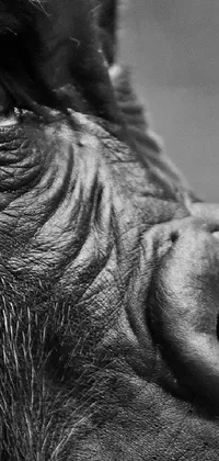 This phone live wallpaper showcases a high quality, black and white photo of a gorilla's face captured from a high angle closeup portrait