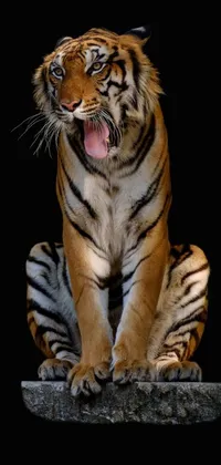 This stunning phone live wallpaper depicts a fierce tiger sitting on a rock with its mouth open