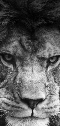 This live wallpaper showcases a stunning black and white photograph of a powerful lion, captured with fear and anger in their eyes
