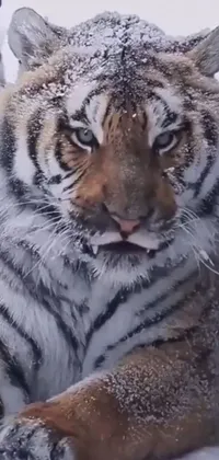 This stunning phone live wallpaper features a breathtaking close-up of a majestic tiger lounging in the snow