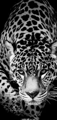 This live wallpaper for your phone features a breathtaking monochromatic picture of a leopard amidst a black background