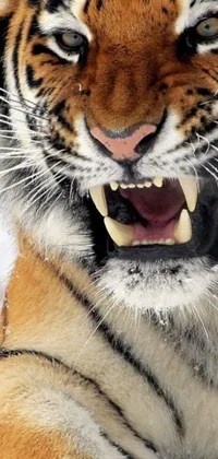 This phone live wallpaper showcases a close-up of a majestic tiger in the snow