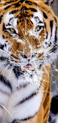This captivating live phone wallpaper features a close-up of a tiger in a cage, entrapped in ice with cobwebs
