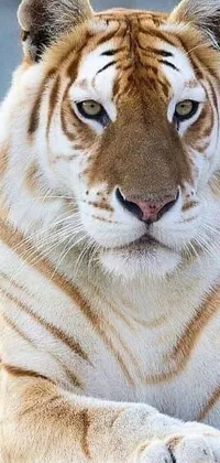 This live wallpaper features a breathtaking close-up of a tiger laying on a simple wooden surface