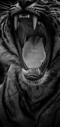Experience the wilderness on your phone with this close-up image of a tiger