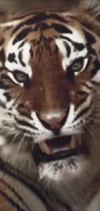 Decorate your phone's screen with this striking live wallpaper featuring a fierce tiger, its open mouth showcasing razor-sharp teeth