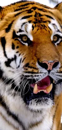 Add a touch of wild and boldness to your Android phone screen with this live wallpaper featuring a close-up shot of a fierce tiger with its open mouth and sharp teeth