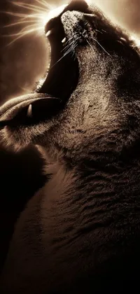 Carnivore Flash Photography Whiskers Live Wallpaper