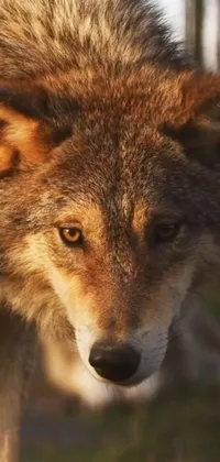 Red Fox Carnivore Fox Live Wallpaper - free download