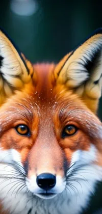 This stunning live wallpaper features a close-up portrait of a red fox, captured by a skilled photographer
