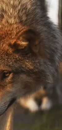 Carnivore Fox Wolf Live Wallpaper