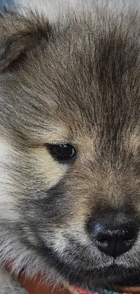 This phone live wallpaper features a close-up photo of a dog wearing a collar