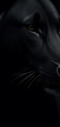 Carnivore Grey Whiskers Live Wallpaper