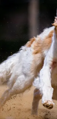 Looking for a phone wallpaper that adds style and energy to your device? Look no further than this amazing live wallpaper! With a beautiful albino dog running through the dirt, its long legs and body stretched out in an arabesque pose, this wallpaper is perfect for anyone who loves dogs and wants to make a statement
