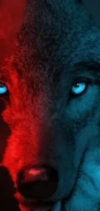 This phone live wallpaper showcases a 4k HD image of a wolf with striking blue eyes, set against a red and blue backlight