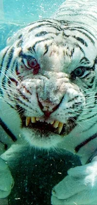 white tiger  Live Wallpaper
