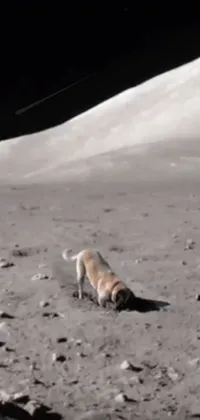 Looking for an out-of-this-world phone live wallpaper? Look no further than this breathtakingly surreal image of a dog standing in the dirt