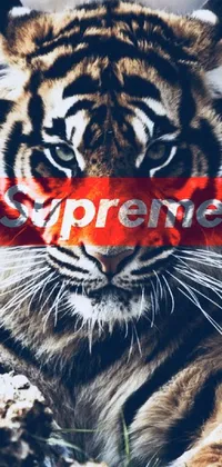 Brighten up your smartphone with the Tiger Supreme Live Wallpaper! The wallpaper showcases a detailed Tiger with a stunning Supreme sticker on its face in the trending Liam Wong album cover design