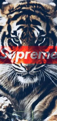 Supreme Logo Red Wallpaper - Supreme Wallpaper iPhone Free