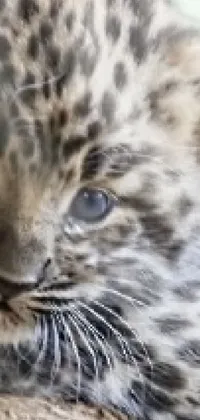 Carnivore Leopard Big Cats Live Wallpaper