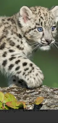 Carnivore Leopard Organism Live Wallpaper