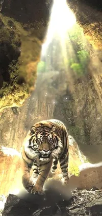 Carnivore Light Bengal Tiger Live Wallpaper