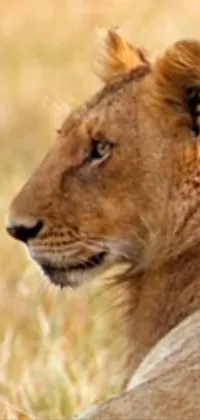 Carnivore Lion Big Cats Live Wallpaper
