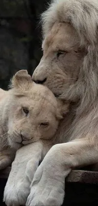 This 3D phone live wallpaper features two lions cuddled up together on the African savannah, creating a heartwarming scene of love and affection