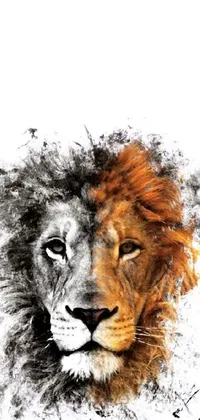 Carnivore Lion Masai Lion Live Wallpaper