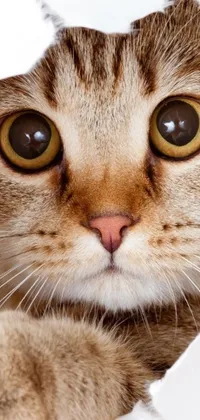 This phone live wallpaper captures the photorealistic details of a Scottish Fold cat as it peeks out of a hole