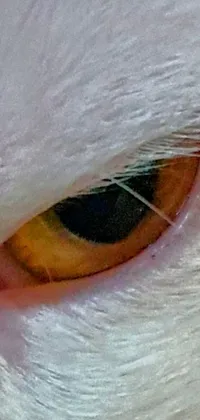 This phone live wallpaper depicts a white cat's eye with yellow-orange colors at the center of the iris