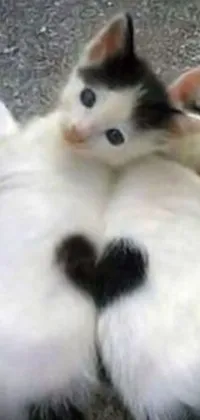 Looking for a charming live wallpaper for your phone? Look no further than this adorable image featuring two cats snuggling in a heart shape