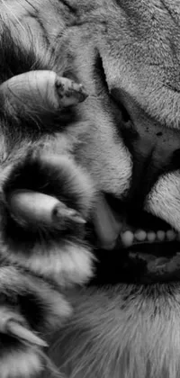 This unique live wallpaper showcases a striking black and white photo of a powerful lion's paw