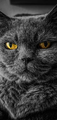 This live phone wallpaper showcases a gorgeous close up of a cat's face with yellow eyes
