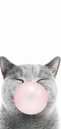 This live wallpaper features a cute cat blowing a bubble of bubblegum, framed against a simple white background