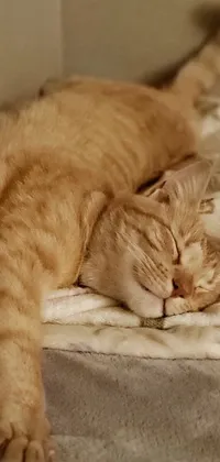 Enhance your mobile phone display with an adorable live wallpaper of an orange cat sleeping on a blanket