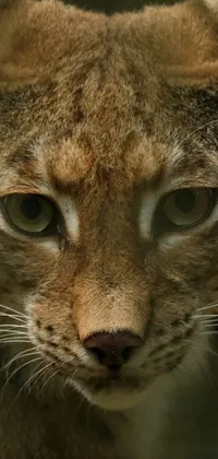 Carnivore Mammal Cat Live Wallpaper