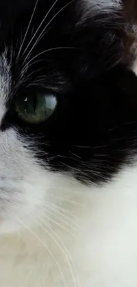 This phone live wallpaper showcases a stunning black and white feline with mesmerizing green eyes