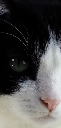 This phone live wallpaper showcases a stunning close-up of a black and white cat with glimmering green eyes